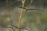 Narrow-leaf sunflower